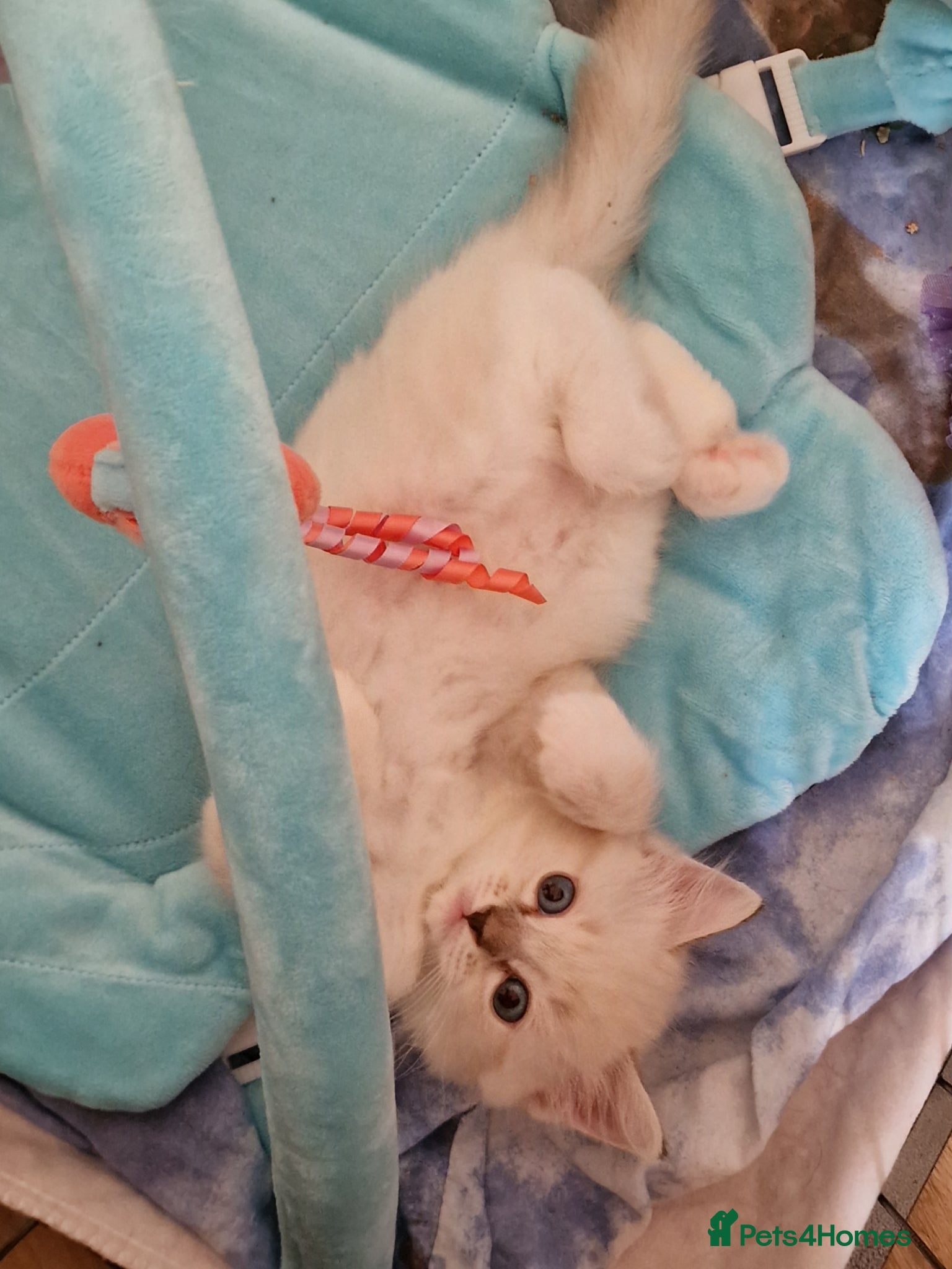 Ragdoll cats Luxury Blue Point Mitted Ragdoll Kittens - Advert 14