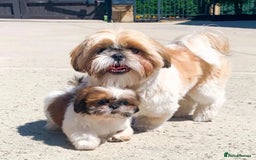 Shih Tzu dogs for sale: Cute male and female shih tzu puppies available - Image 2