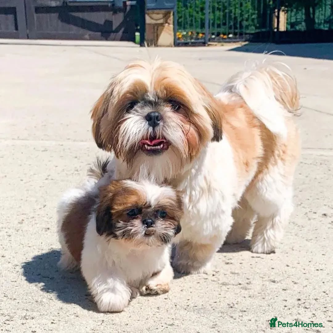 Shih Tzu dogs for sale: Cute male and female shih tzu puppies available - Image 2
