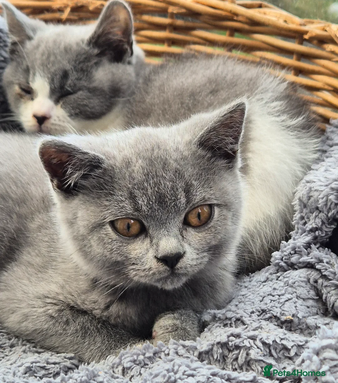 British Shorthair cats for sale: Stunning BSH kitten GCCF Reg Champion sired - Advert 14