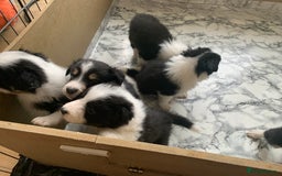 Border Collie dogs for sale: Fantastic Border Collies  - Image 5