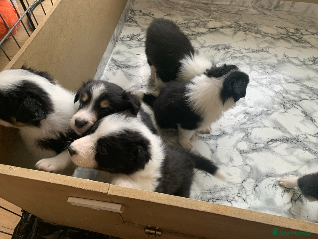 Border Collie dogs for sale: Fantastic Border Collies  - Image 5