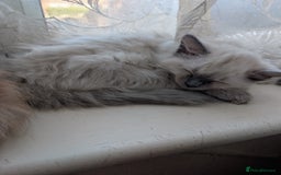 Ragdoll cats for sale: Beautiful Ragdoll Kittens  - Image 5