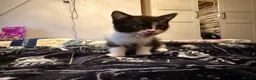 British Shorthair cats for sale: Kittens ready for a new home  - Advert 17