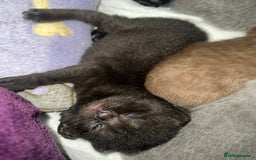 British Shorthair cats for sale: British short hair kittens - Image 9