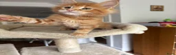 Maine Coon cats for sale: TICA Reg Maine Coon Kittens Ginger Red Cream - Advert 21