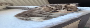 Persian Kitten 4