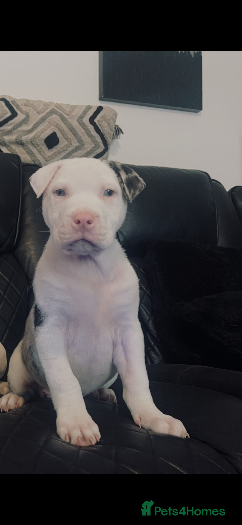 American Bull Staffy dogs American staff pups £750 Ono READY NOW  - Advert 1