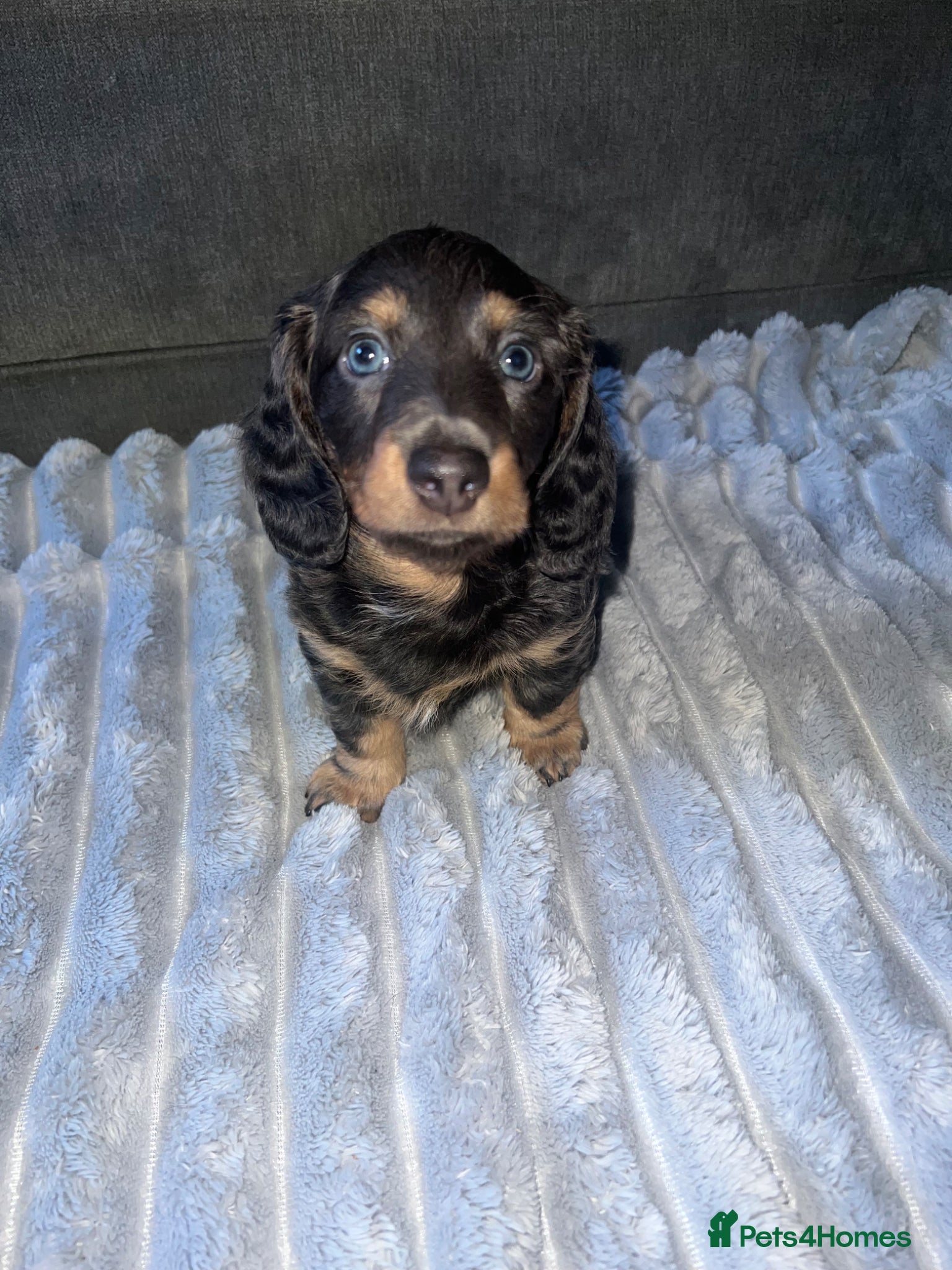 Miniature Dachshund dogs 2 remaining long haired girls miniature dachshund  - Advert 2