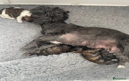 Mixed Breed dogs for sale: 3 Beautiful Shih Tzu x Toy poodle  - Advert 2