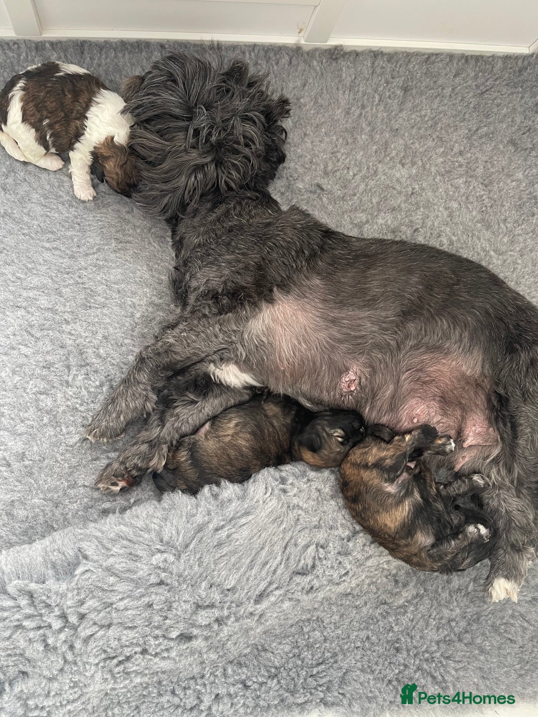 Mixed Breed dogs for sale: 3 Beautiful Shih Tzu x Toy poodle  - Advert 2