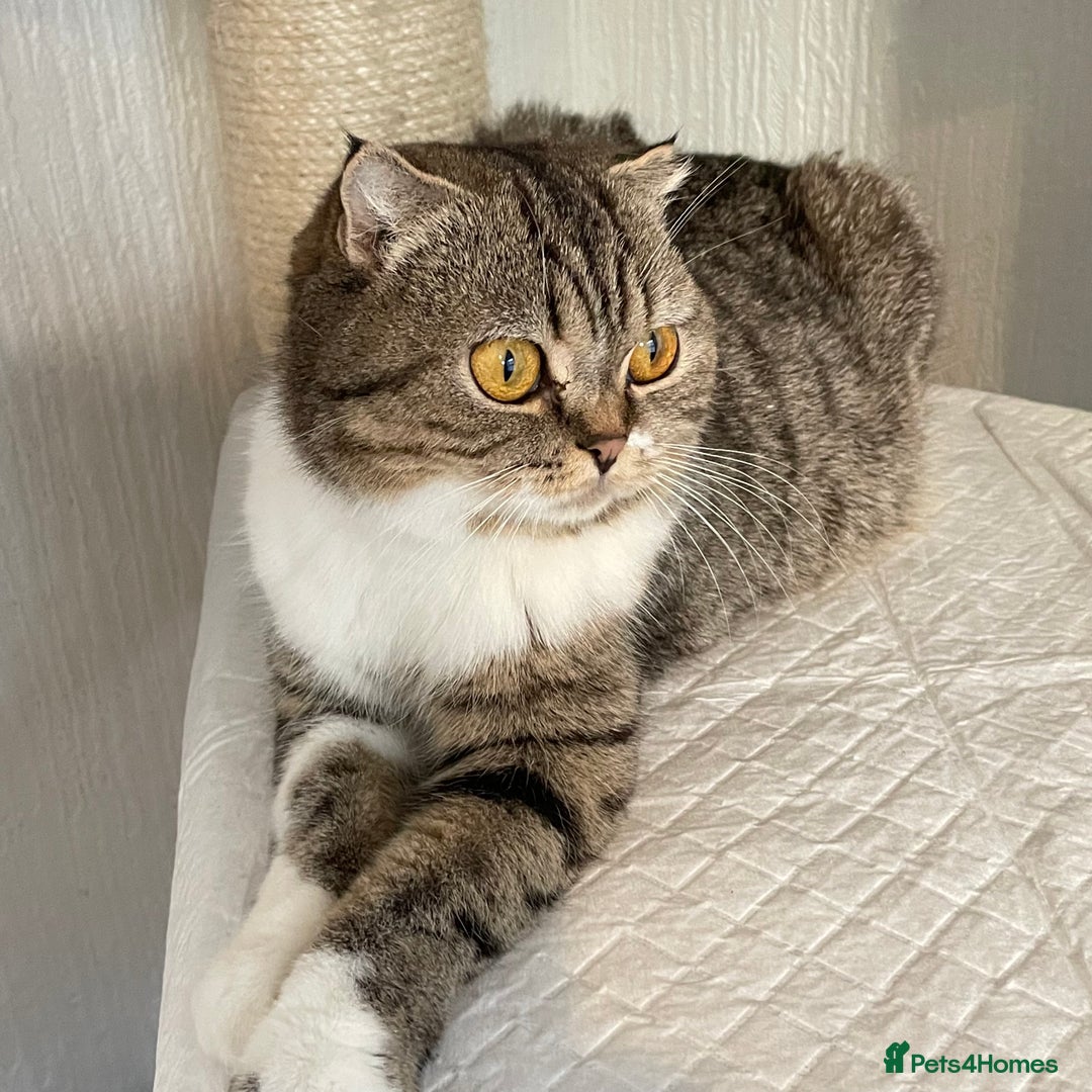 Mixed Breed cats for sale: Beautiful half Scottish folds  - Advert 3