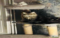 Persian cats for sale: Gorgeous Chinchilla Persian kittens (1 left) - Image 3