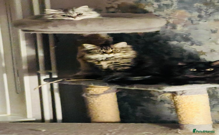Persian cats - Advert 5