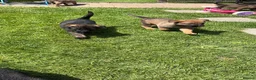 German Shepherd dogs for sale: *ONLY 1 LEFT* German Shepard puppy final reduction - Advert 10