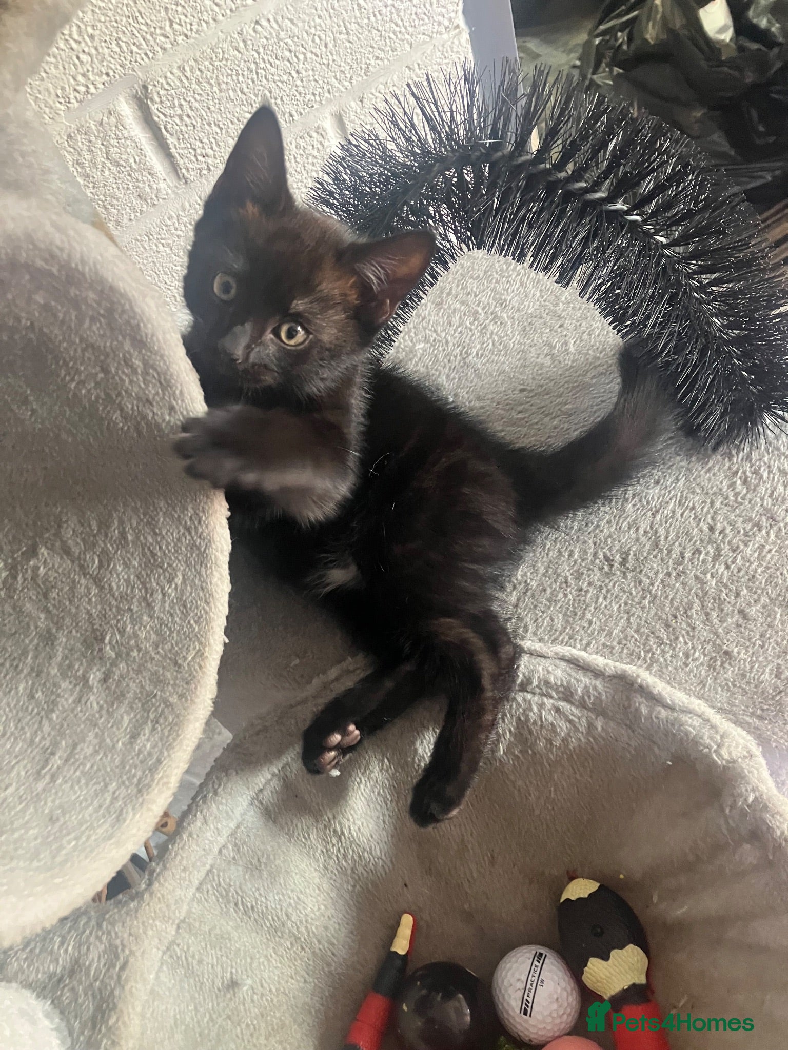 Mixed Breed cats Female black kitten - Advert 1
