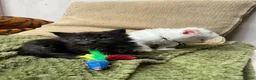 Maine Coon cats for sale: Stunning pedigree Maine coon kittens TICA  - Advert 18