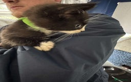 Mixed Breed cats for sale: 4 black and white kittens  - Image 7
