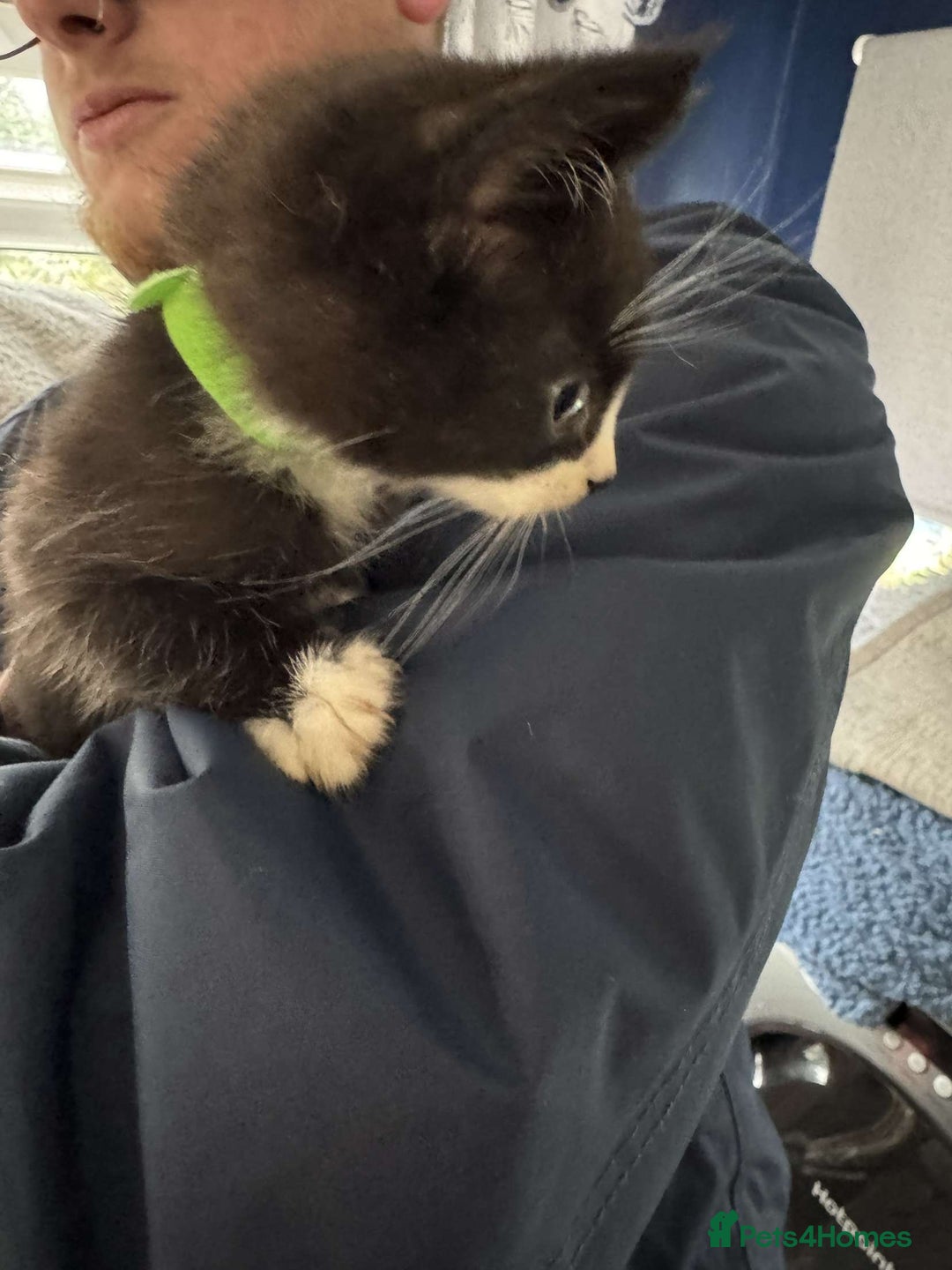 Mixed Breed cats for sale: 4 black and white kittens  - Image 7