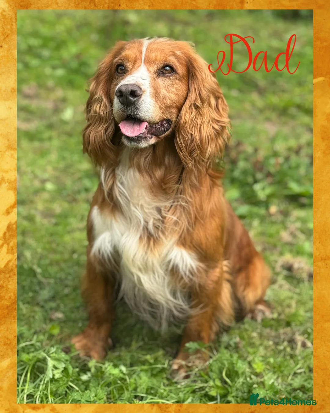 Sprocker dogs for sale: Beautiful Sprocker Spaniel pups  - Advert 22