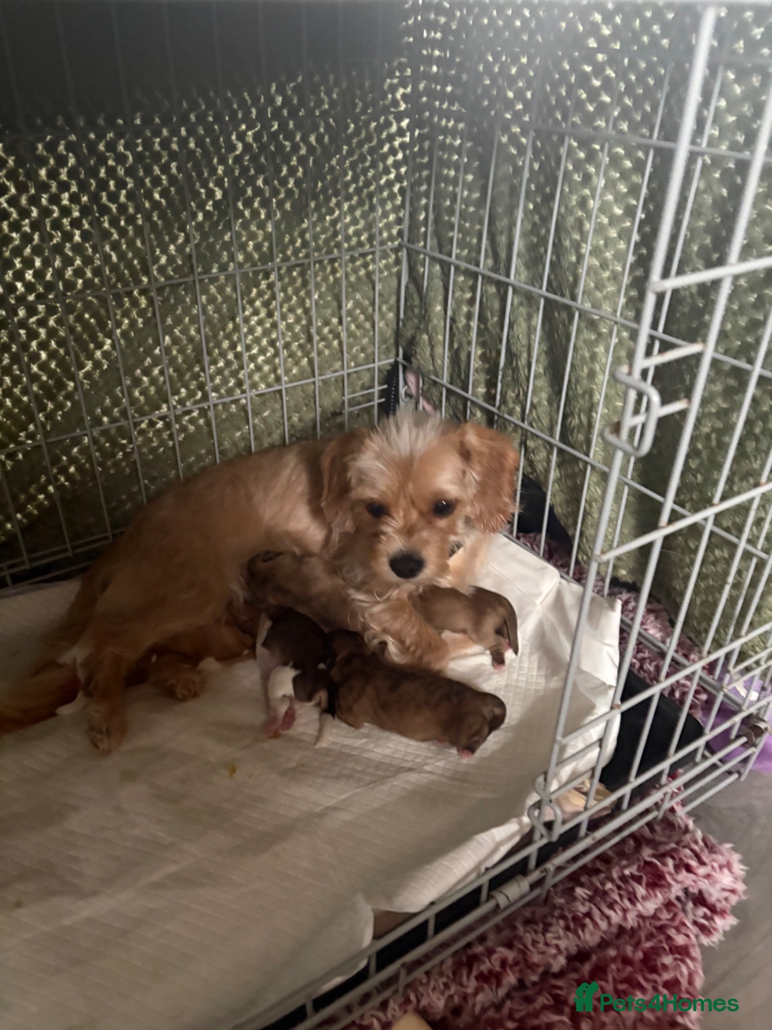 Shih Tzu dogs My beautiful pet Mango has had 5 gorheous puppies  - Advert 2