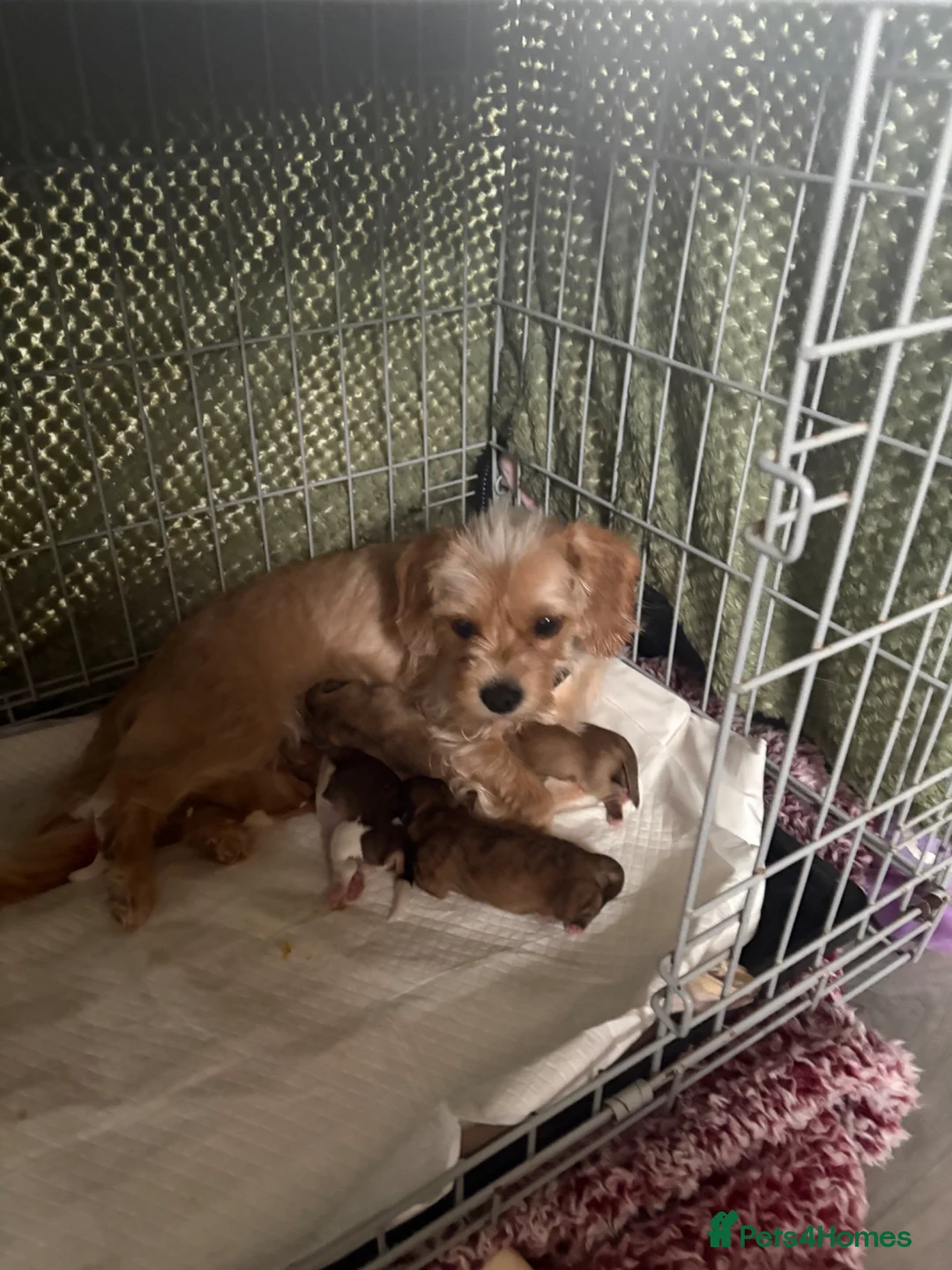 Shih Tzu dogs for sale: My beautiful pet Mango has had 5 gorheous puppies  - Advert 1