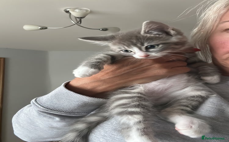 Ragcoon cats - Advert 1