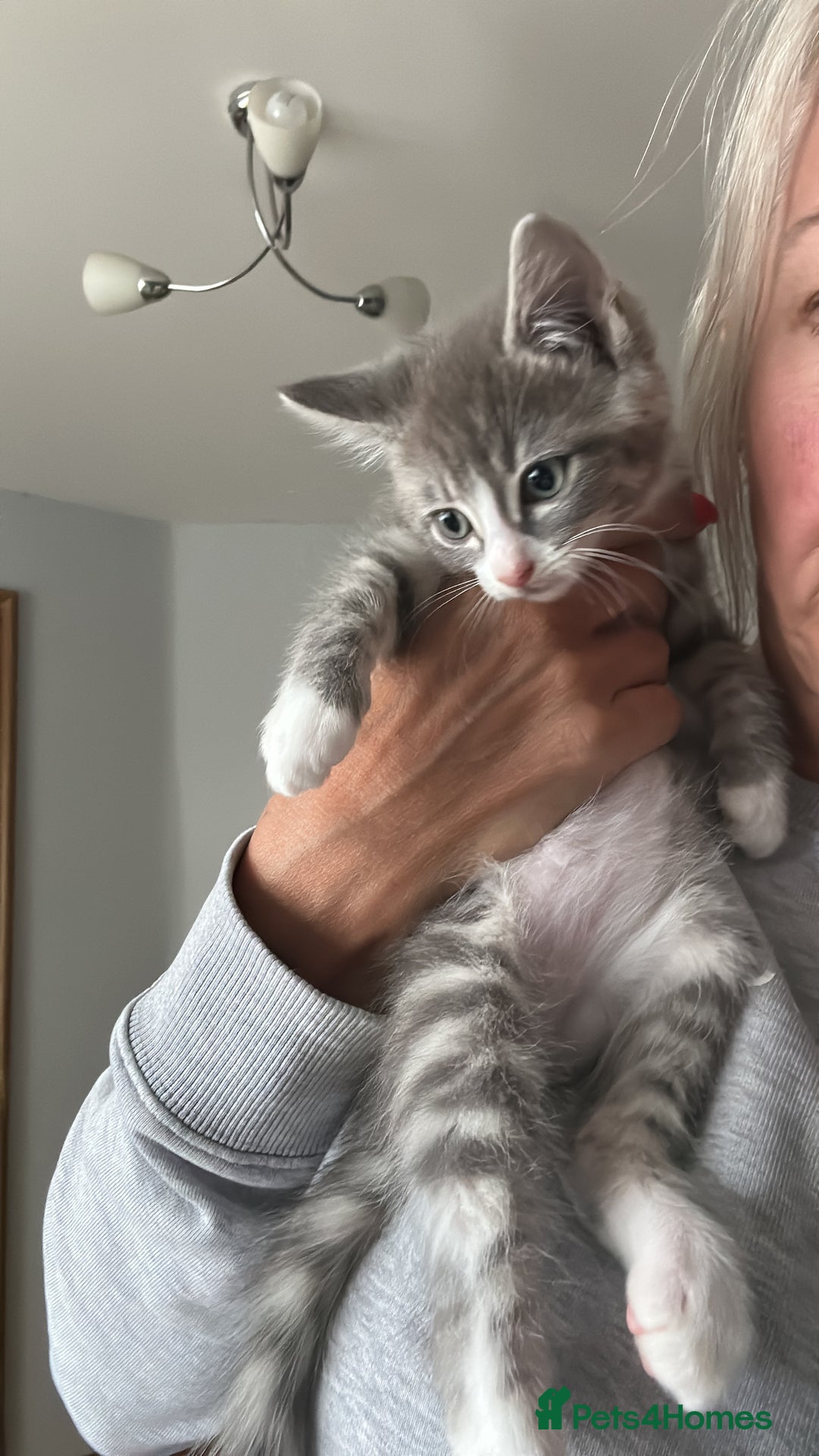 Ragcoon cats for sale: Beautiful Ragcoon Kittens - Image 2