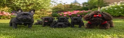 Mixed Breed dogs for sale: French bulldog Shih Tzu  - Advert 1