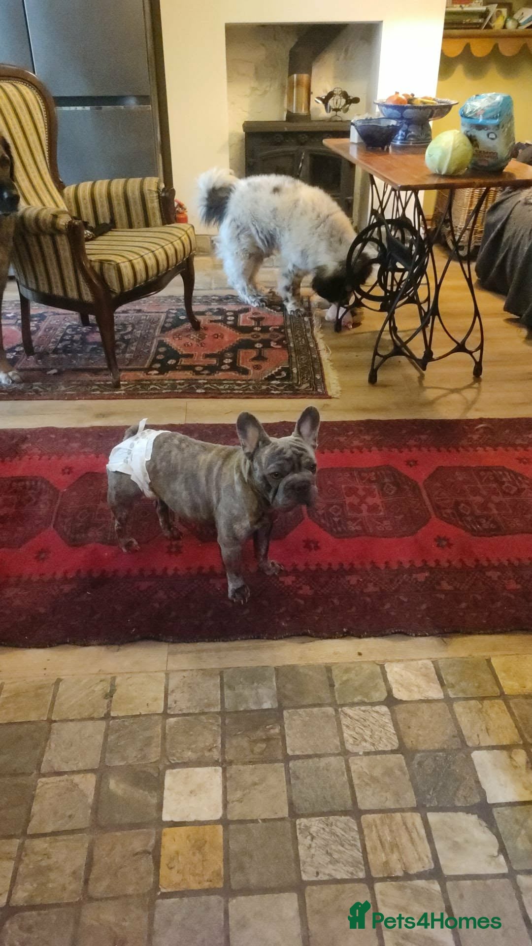 French Bulldog dogs for adoption: Super friendly Lola for adoption  - Advert 6