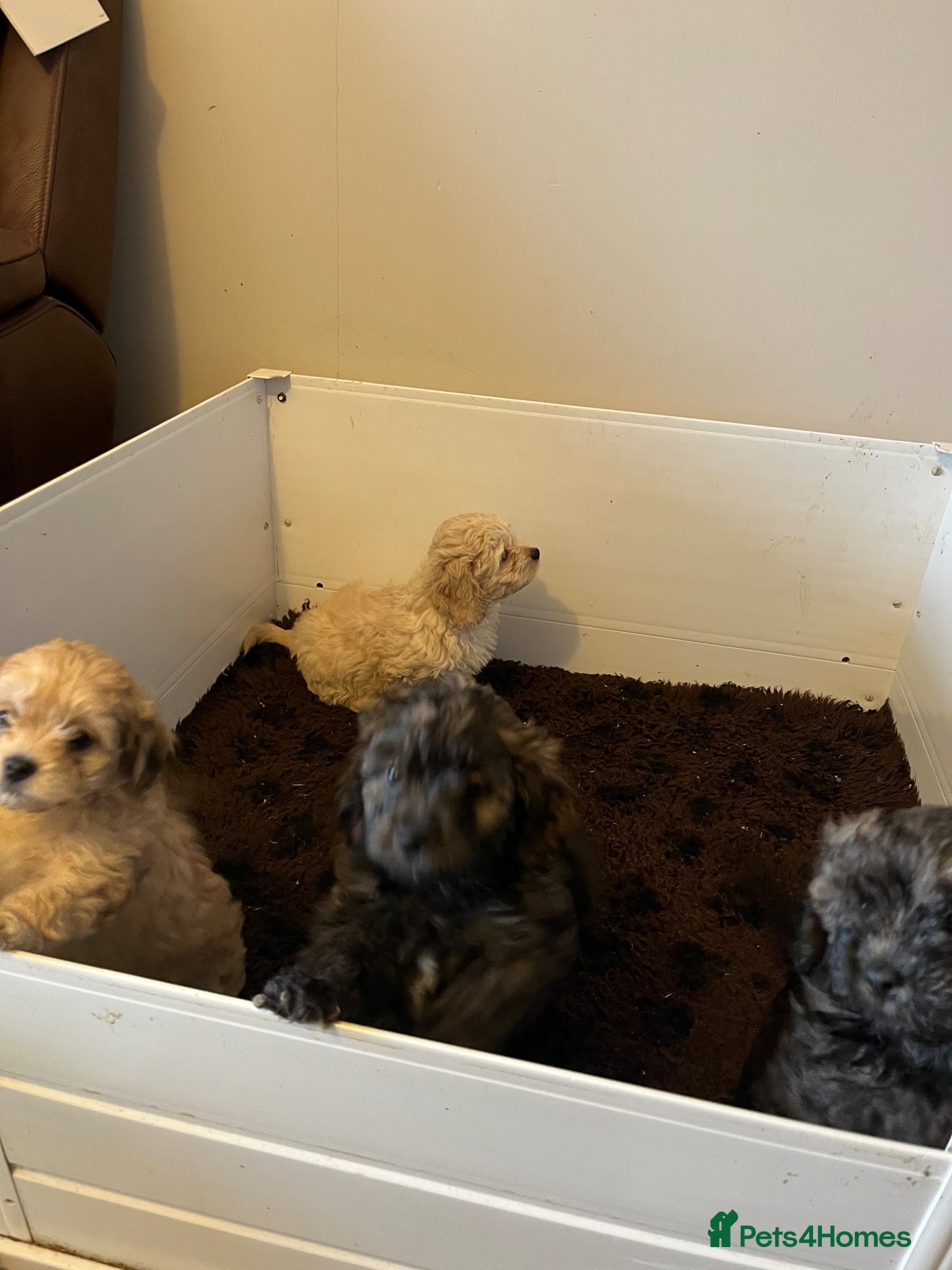 Shihpoo dogs Shihpoo puppies  - Advert 2