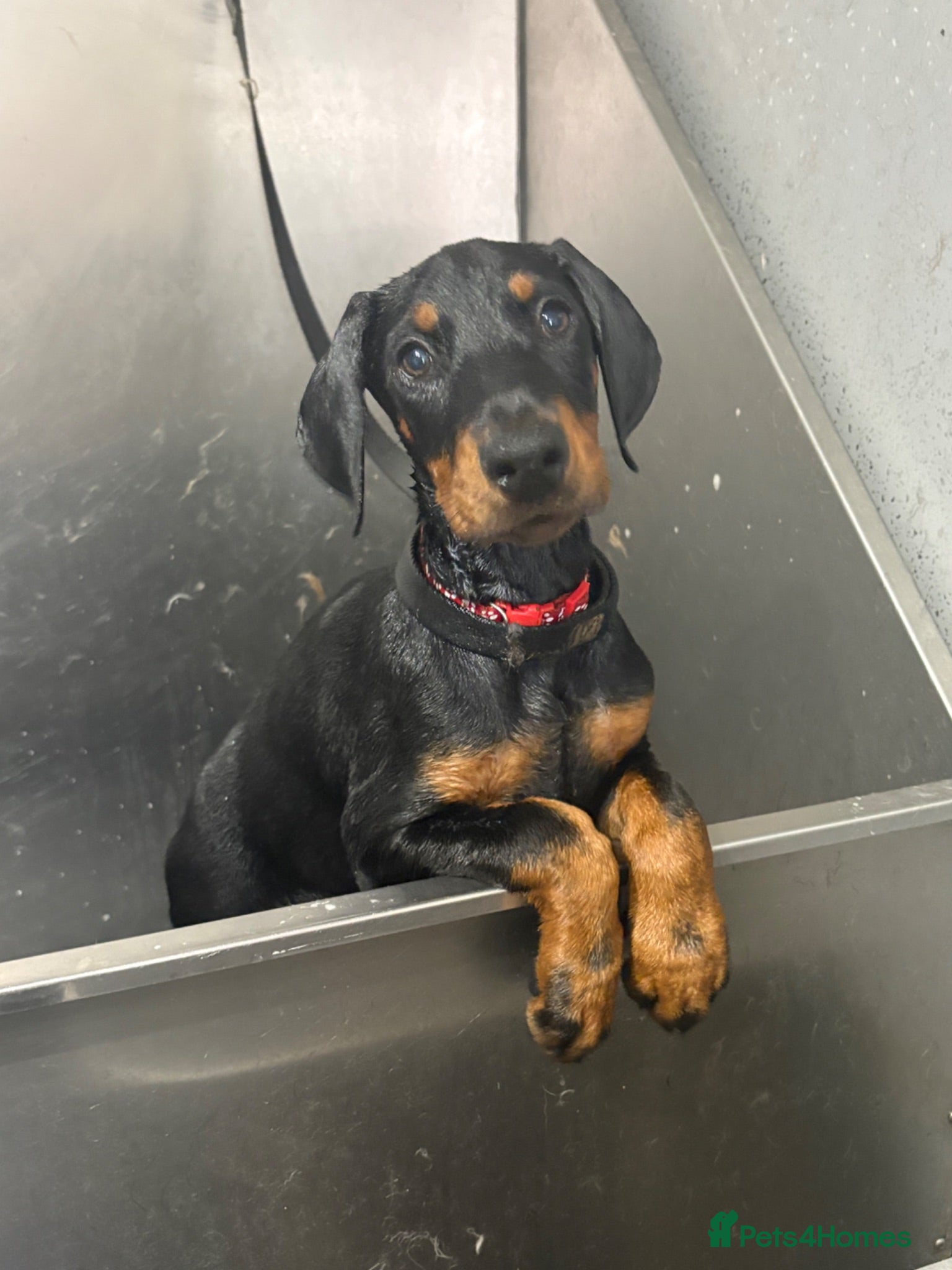 Dobermann dogs Ready now Kc Health tested Black & Tan girls  - Advert 5