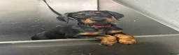Dobermann dogs for sale: Ready now Kc Health tested Black & Tan girls  - Advert 2