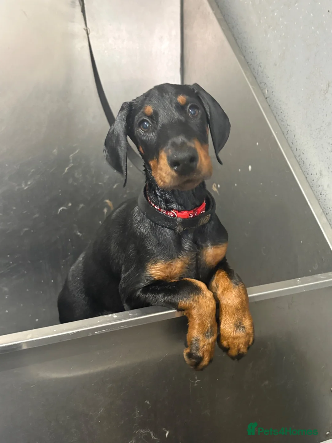 Dobermann dogs for sale: Ready now Kc Health tested Black & Tan girls  - Advert 2