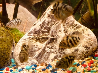 Cichlids fish Polar parrot fish for sale - Advert 3