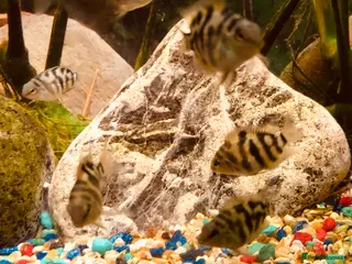 Cichlids fish Polar parrot fish for sale - Advert 5