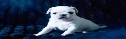 Pug dogs for sale: Beautiful and rare purebred puppies - Advert 3