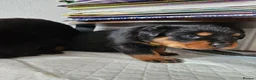 Rottweiler dogs for sale: Pure Pedigree Rottweiler Puppies - Advert 10