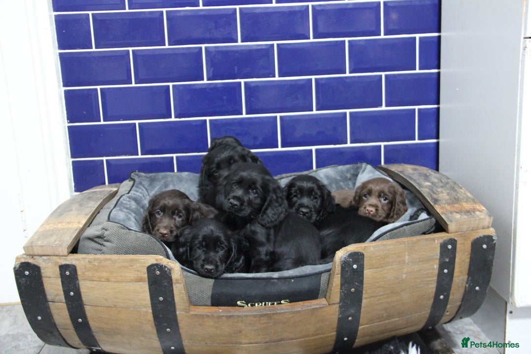 Cocker Spaniel dogs for sale: Gorgeous KC Reg Cocker Spaniels for Forever Homes - Advert 34