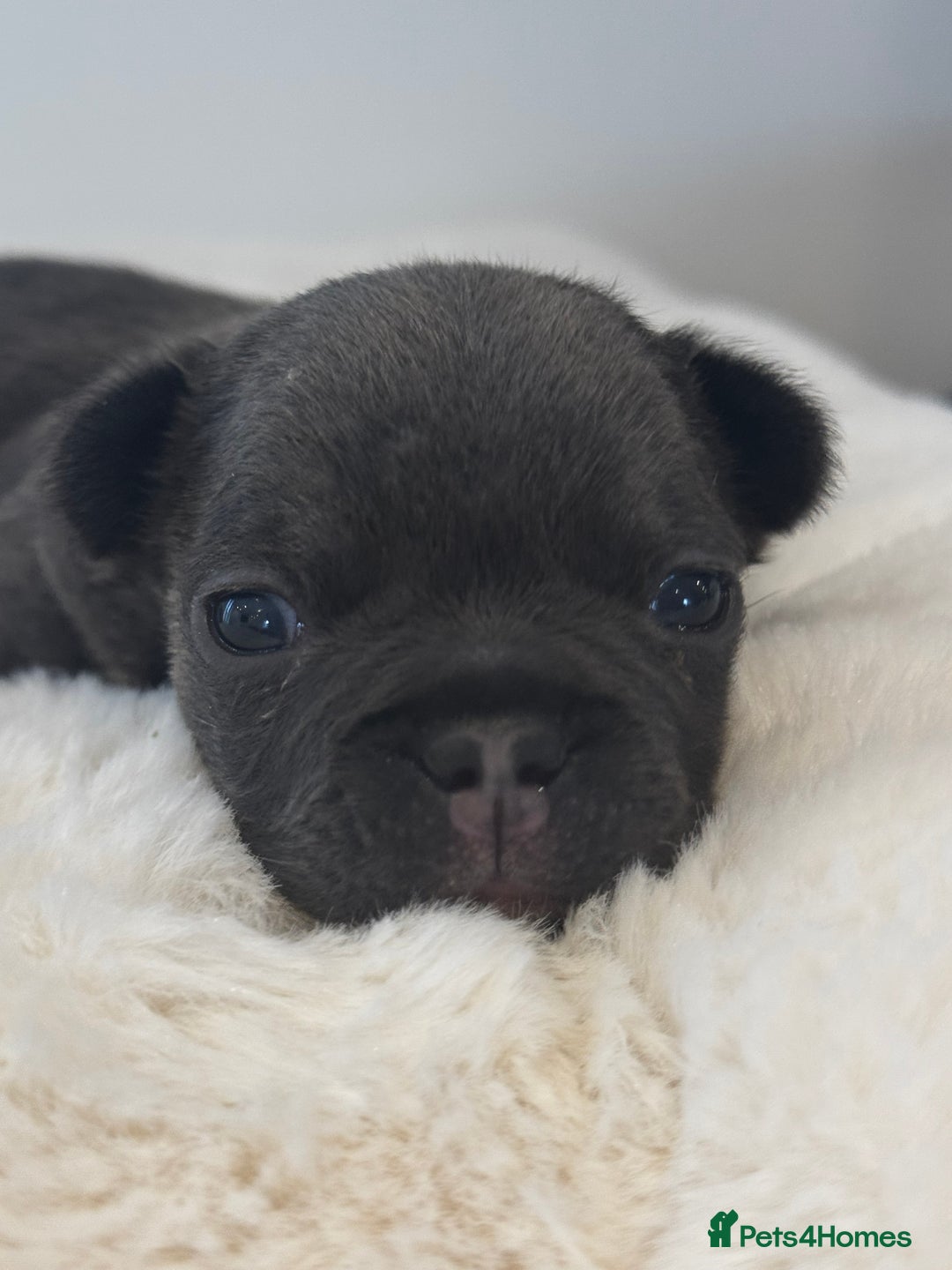 French Bulldog dogs for sale: 2 Male and 2 Female French Bulldogs - Image 25
