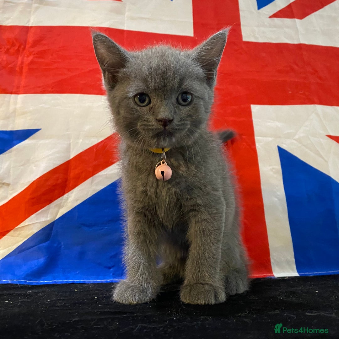 British Shorthair cats for sale: 7 Chunky British Blue Shorthair Kittens for Sale - Image 2