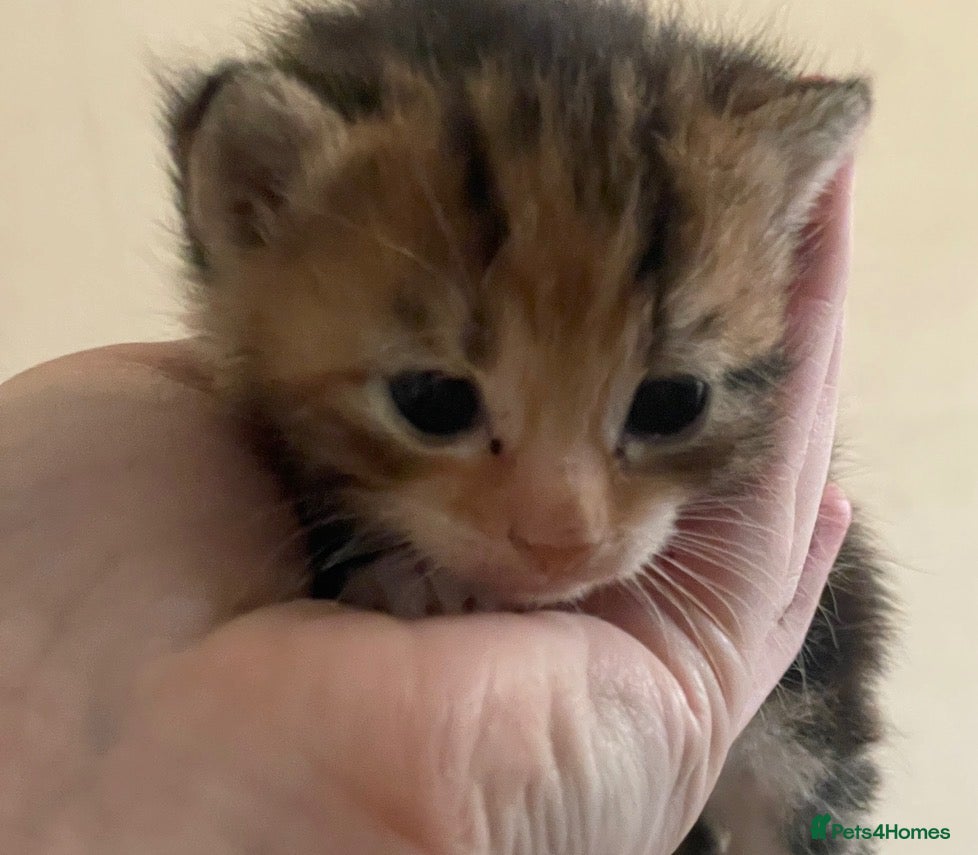 Mixed Breed cats Beautiful litter of kittens 💓  - Advert 1