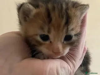 Mixed Breed cats Beautiful litter of kittens 💓 - Advert 1