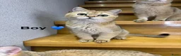 Scottish Fold cats for sale: TICA Registered Scottish Fold & Straight kittens - Advert 18