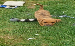 Mixed Breed dogs for sale: Lakeland /Parson bitch puppy - Image 8