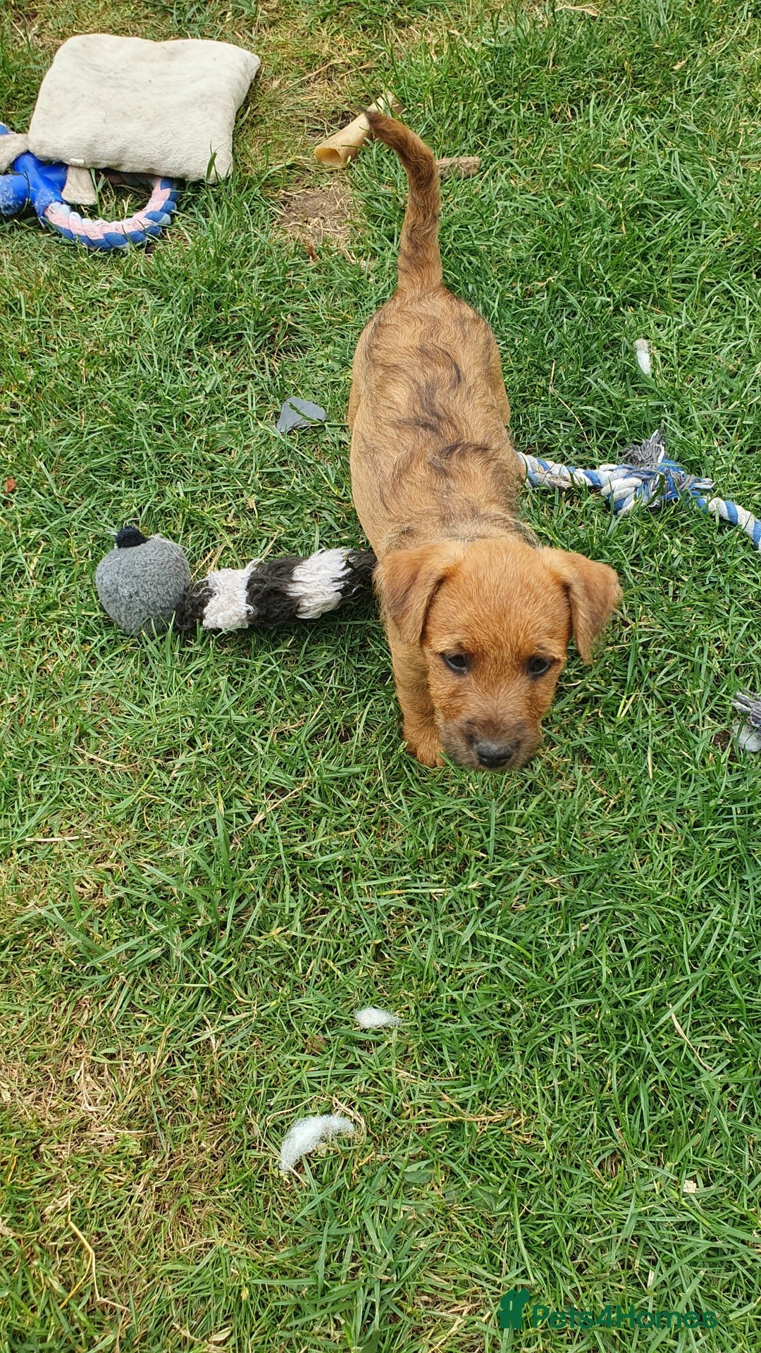 Mixed Breed dogs for sale: Lakeland /Parson bitch puppy - Image 8