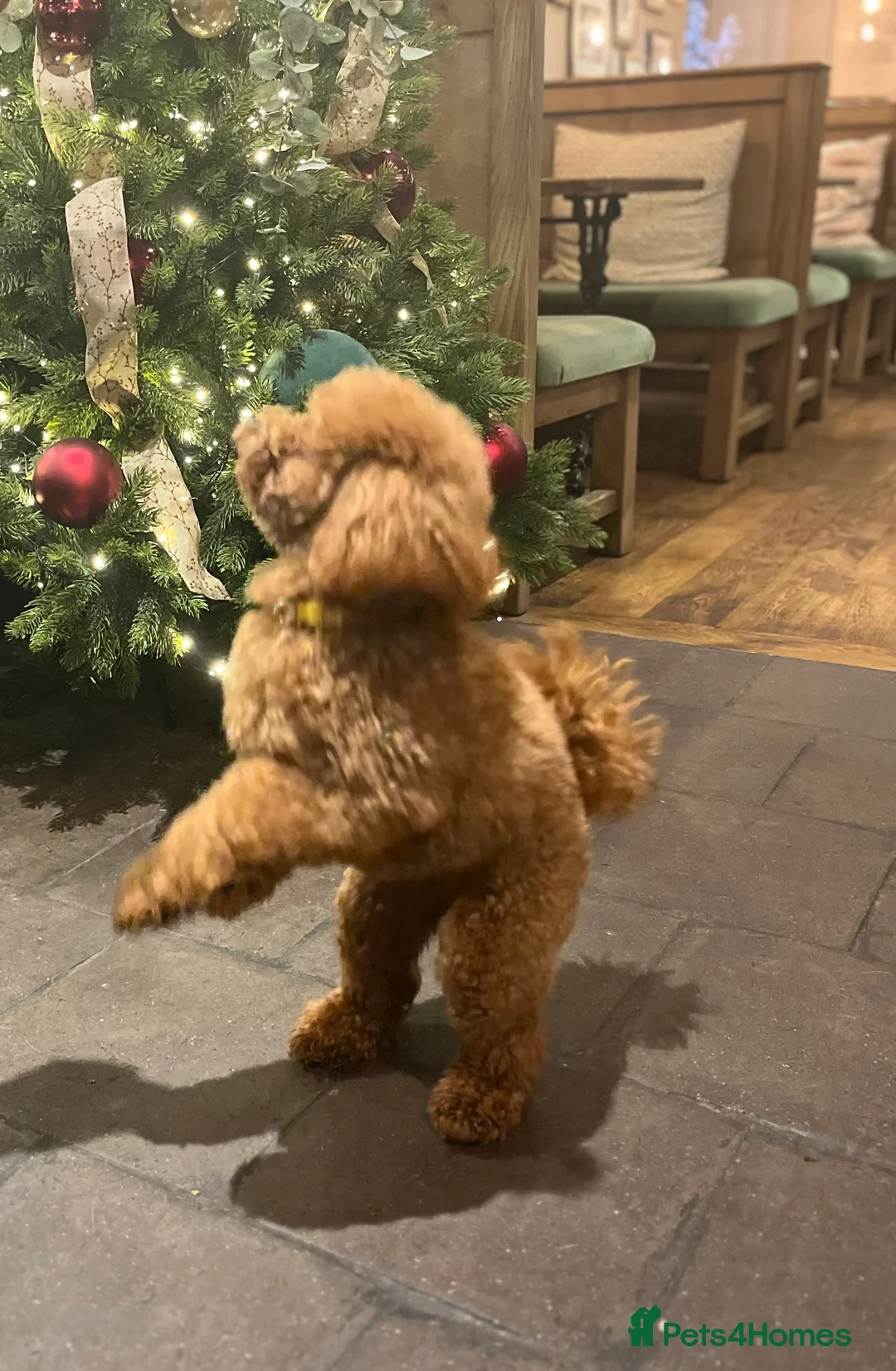 Toy Poodle dogs for sale: Red Toy Poodle  - Advert 19