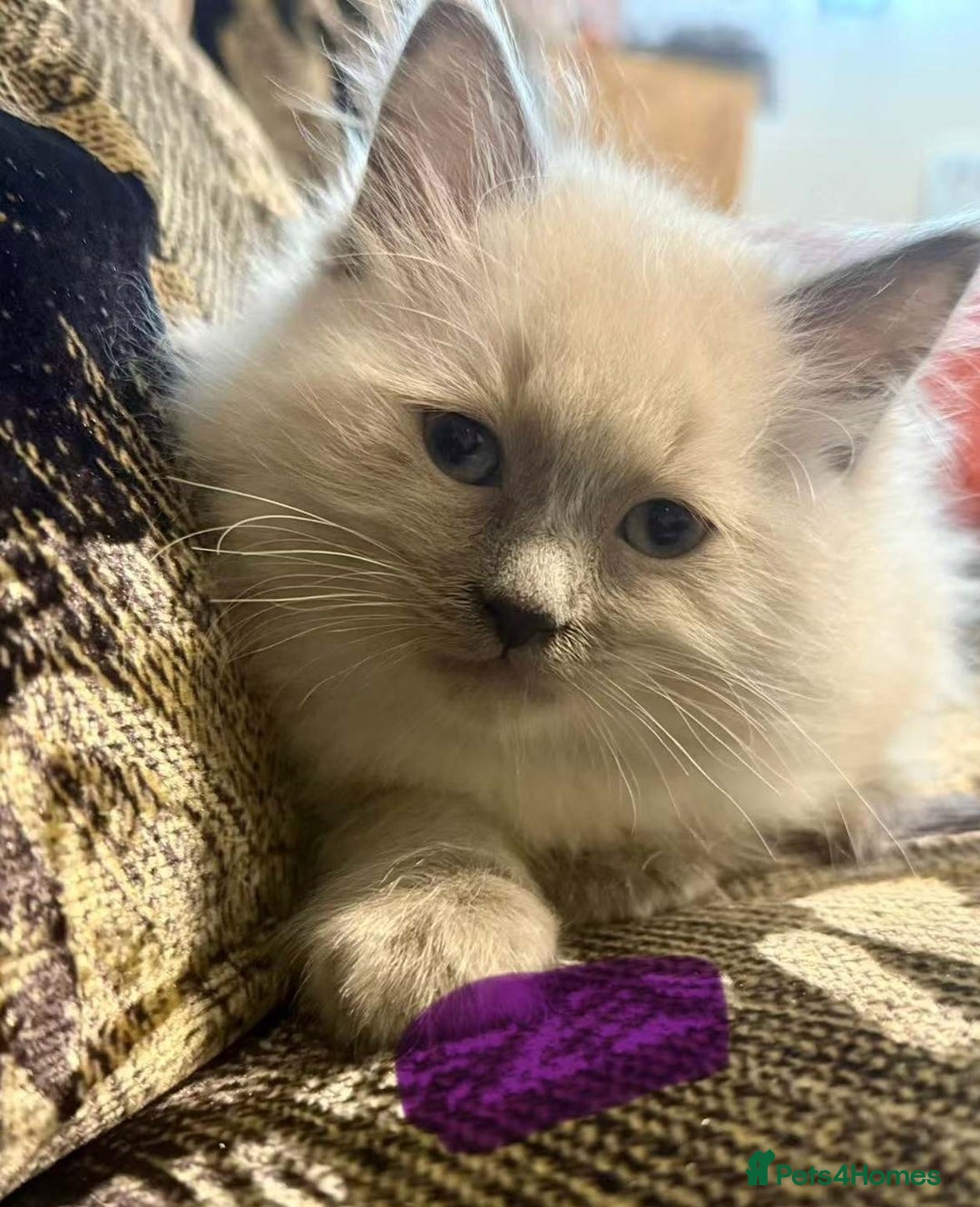 Ragdoll cats for sale: Impressive Beautiful Ragdoll Kittens Available - Advert 5