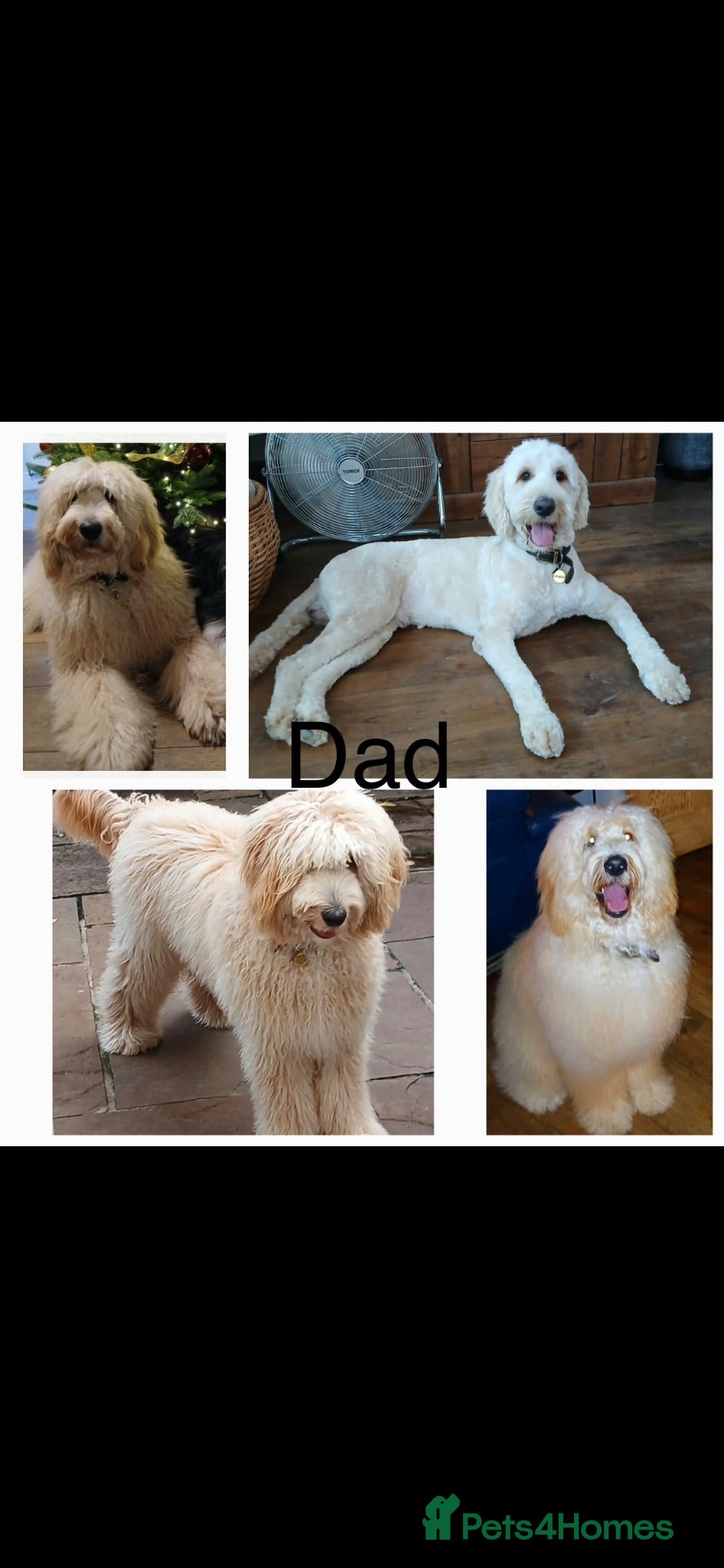 Double Doodle dogs Stunning Labradoodle X Goldendoodle litter of 10  - Advert 2