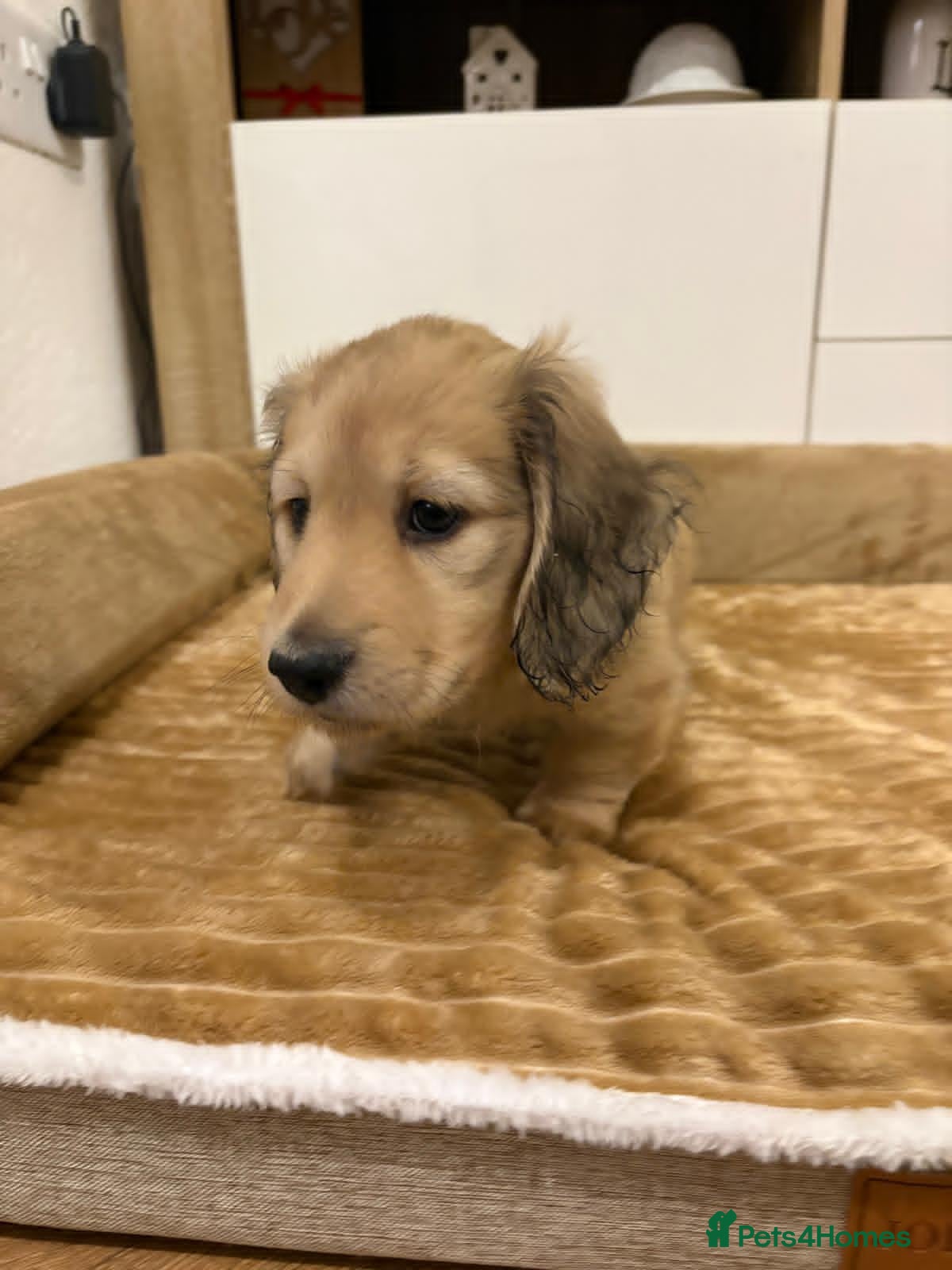Miniature Dachshund dogs Kc registered longhaired miniature dachshunds  - Advert 18